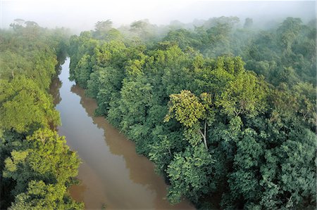 simsearch:878-07590732,k - Mangrove forest along Kinabatangan River, Sabah, Borneo Foto de stock - Con derechos protegidos, Código: 878-07590797