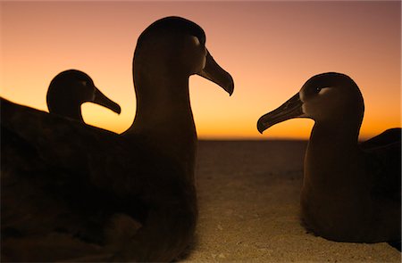 simsearch:878-07591138,k - Black-footed albatrosses at dawn, Phoebastria nigripes, Tern Island, Hawaiian Leeward Islands Photographie de stock - Rights-Managed, Code: 878-07590815