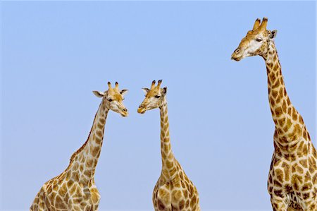 simsearch:878-07591138,k - Giraffes, Giraffa camelopardalis, Etosha National Park, Namibia Photographie de stock - Rights-Managed, Code: 878-07591122