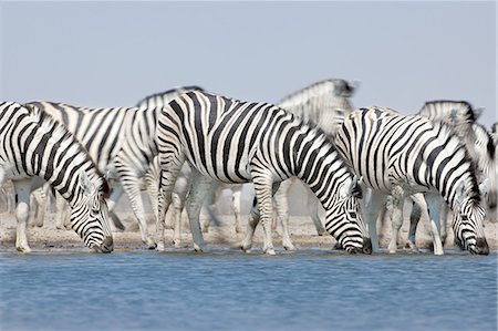 simsearch:878-07591138,k - Zebras drinking at waterhole, Equus quagga, Etosha National Park, Namibia Photographie de stock - Rights-Managed, Code: 878-07591135