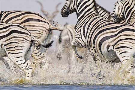 simsearch:878-07591138,k - Zebras running from waterhole, Equus quagga, Etosha National Park, Namibia Photographie de stock - Rights-Managed, Code: 878-07591137