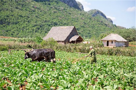 Cuba, Republic of Cuba, Central America, Caribbean Island. Havana district. Tobacco farm in Pinal dal Rio, cow,cows at work, man, man at work. Stock Photo - Rights-Managed, Code: 879-09020674