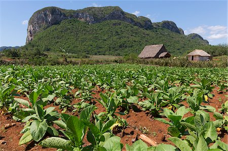 Cuba, Republic of Cuba, Central America, Caribbean Island. Havana district. Tobacco farm in Pinal dal Rio Photographie de stock - Rights-Managed, Code: 879-09020671