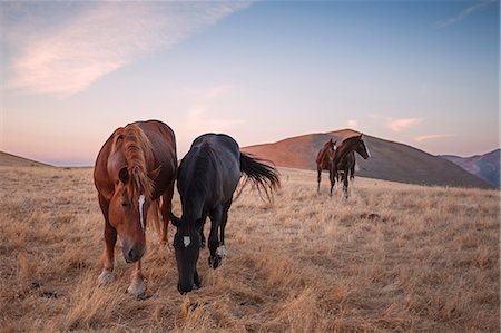 pferd (tier) - Europe, Italy,Umbria, Perugia district. Sibillini national park Stockbilder - Lizenzpflichtiges, Bildnummer: 879-09020686