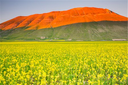 Europe,Italy,Umbria,Perugia district,Sibillini National park. Flowering of the lentil fields of Castelluccio of Norcia Foto de stock - Con derechos protegidos, Código: 879-09020714