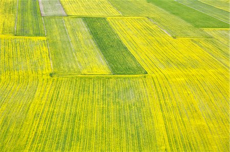 simsearch:6129-09057574,k - Europe,Italy,Umbria,Perugia district,Sibillini National park. Flowering of the lentil fields of Castelluccio of Norcia Photographie de stock - Rights-Managed, Code: 879-09020717