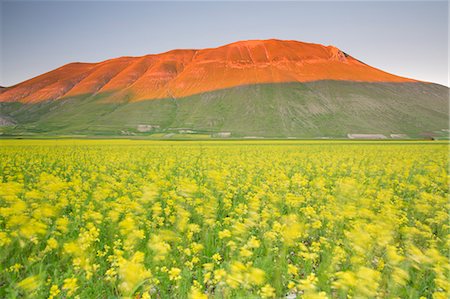 simsearch:6129-09057580,k - Europe,Italy,Umbria,Perugia district,Sibillini National park. Flowering of the lentil fields of Castelluccio of Norcia Foto de stock - Con derechos protegidos, Código: 879-09020713