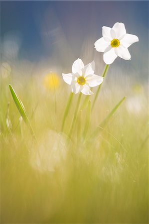 simsearch:879-09043185,k - Europe,Italy,Umbria,Perugia district,Sibillini National park. Spring flowering Foto de stock - Con derechos protegidos, Código: 879-09020724