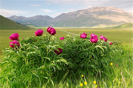 flowers - Europe,Italy,Umbria,Perugia district,Sibillini National park. Spring flowering Photographie de stock - Rights-Managed, Code: 879-09020725