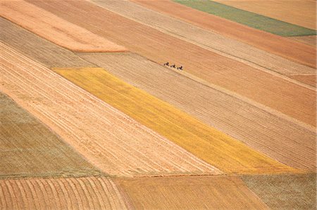 Europe,Italy,Umbria,Perugia district,Sibillini National park. Flowering of the lentil fields of Castelluccio of Norcia Foto de stock - Con derechos protegidos, Código: 879-09020721