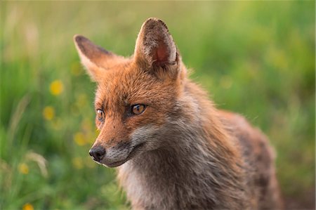 red fox - Sentiero Viel dal Pan, Canazei, Trento, Trentino - Alto Adige, Italy, Europe Stock Photo - Rights-Managed, Code: 879-09020885