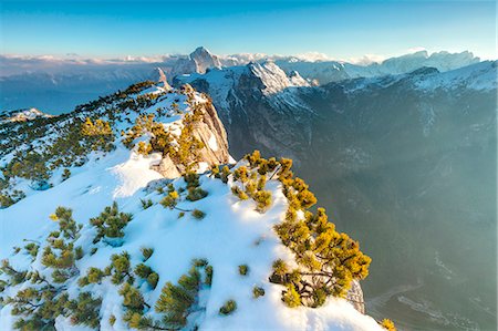 Europe, Italy, Veneto, Belluno, Agordino, Dolomites. Pristine snow and mountain pine shrubs on Palazza Alta, in the background the Agner, Pale di San Lucano and Pala group Photographie de stock - Rights-Managed, Code: 879-09021047