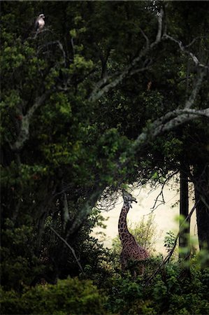 simsearch:879-09021080,k - Giraffe in Masai Mara Game Reserve, Kenya Photographie de stock - Rights-Managed, Code: 879-09021077