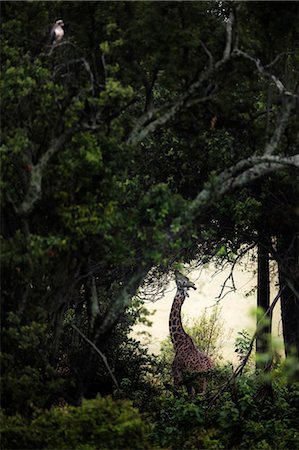 simsearch:879-09021076,k - Giraffe in Masai Mara Game Reserve, Kenya Foto de stock - Direito Controlado, Número: 879-09021077