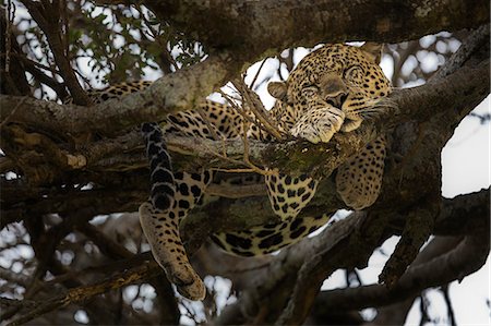 simsearch:879-09021080,k - Leopard in the Masaimara Photographie de stock - Rights-Managed, Code: 879-09021078