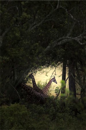 simsearch:879-09021080,k - Giraffe in Masai Mara Game Reserve, Kenya Photographie de stock - Rights-Managed, Code: 879-09021079