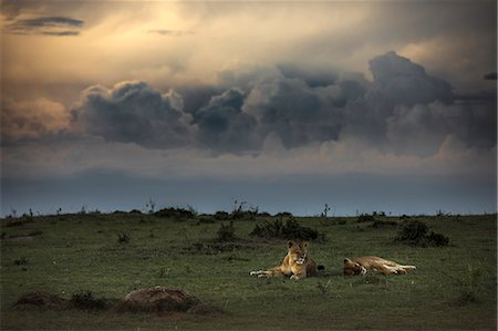 simsearch:879-09021080,k - Lioness in the Masaimara at sunset Photographie de stock - Rights-Managed, Code: 879-09021084