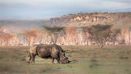 flotante - White rhino in Lake Nakuru National Park Photographie de stock - Rights-Managed, Code: 879-09021088