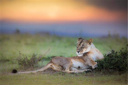 Lioness in the Masaimara at sunset Stock Photo - Rights-Managed, Code: 879-09021082