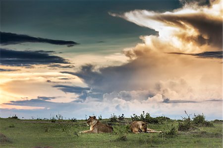 simsearch:879-09021080,k - Lioness in the Masaimara at sunset Photographie de stock - Rights-Managed, Code: 879-09021083