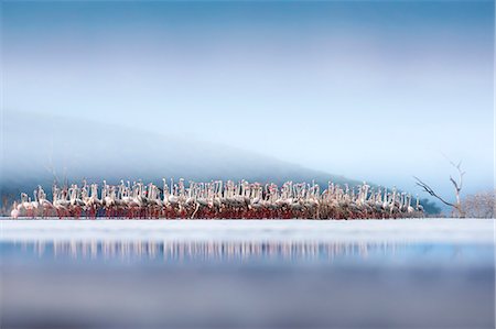 Flamingos in Lake Bogoria, Kenya Stock Photo - Rights-Managed, Code: 879-09021094