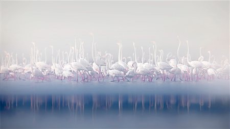 Flamingos in Lake Bogoria, Kenya Stock Photo - Rights-Managed, Code: 879-09021096