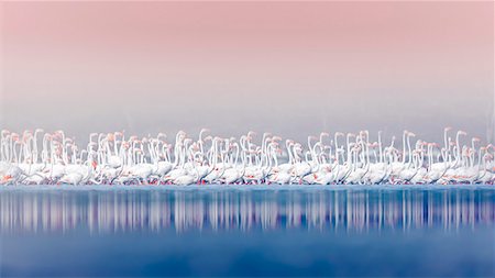 flamingo (bird) - Flamingos in Lake Bogoria, Kenya, Africa. Stock Photo - Rights-Managed, Code: 879-09021097