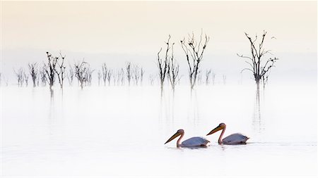Pelicans in Lake Nakuru, Rift Valley, Kenya Stock Photo - Rights-Managed, Code: 879-09021091