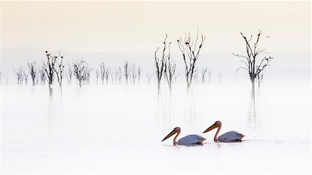 Pelicans in Lake Nakuru, Rift Valley, Kenya Photographie de stock - Rights-Managed, Code: 879-09021091