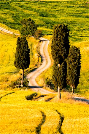 simsearch:879-09034337,k - Rolling Hills in Orcia valley, Tuscany district, Siena province, Italy, Europe. Fotografie stock - Rights-Managed, Codice: 879-09021160