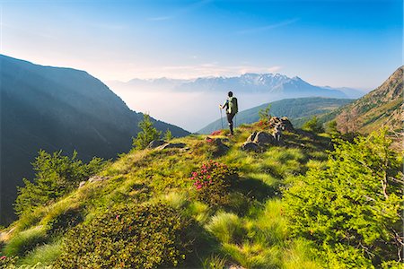rhododendron - Trekking in Stelvio National park, Seroti lakes, Lombardy district, Brescia province, Italy, Europe. Photographie de stock - Rights-Managed, Code: 879-09021185