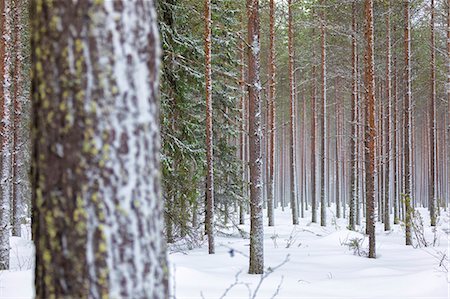 Details of tree trunks in the snowy woods Alaniemi Rovaniemi Lapland region Finland Europe Foto de stock - Con derechos protegidos, Código: 879-09021193