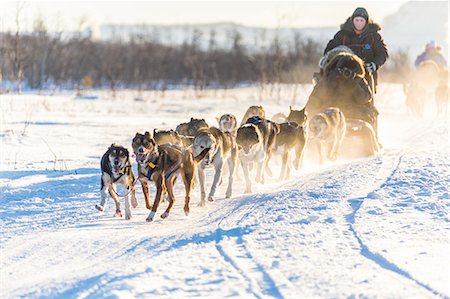 dog sport - Dog sledding in the snowy landscape of Kiruna, Norrbotten County, Lapland, Sweden Stock Photo - Rights-Managed, Code: 879-09021267