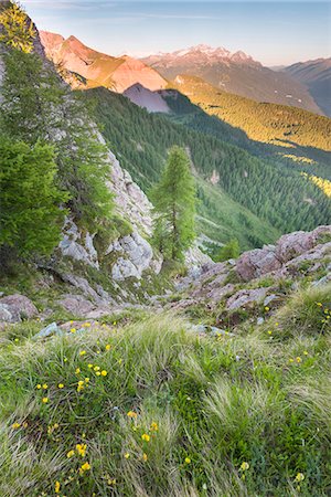 simsearch:879-09021294,k - View of the Nana valley east of Peller Europe, Italy, Trentino Alto Adige, Non valley, Trento district, Non valley, Natural Park Adamello Brenta Stock Photo - Rights-Managed, Code: 879-09021305