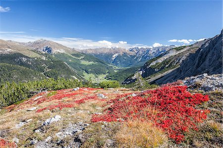 european cranberry - Carpet of blueberries Ofen Pass Mustair Valley Canton of Grisons Switzerland Europe Foto de stock - Con derechos protegidos, Código: 879-09034136