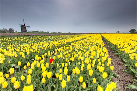 simsearch:879-09034167,k - Spring clouds on fields of yellow tulips with windmills in the background Berkmeyer Koggenland North Holland Netherlands Europe Photographie de stock - Rights-Managed, Code: 879-09034160