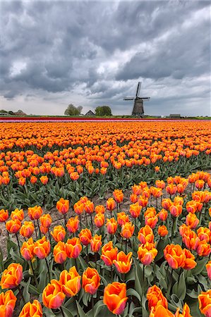 Dark clouds on fields of multicolored tulips and windmill Berkmeer Koggenland North Holland Netherlands Europe Photographie de stock - Rights-Managed, Code: 879-09034162