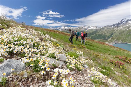 scenery with daisies - Hikers surrounded by daisies Andossi Montespluga Chiavenna Valley Sondrio province Valtellina Lombardy Italy Europe Stock Photo - Rights-Managed, Code: 879-09034230