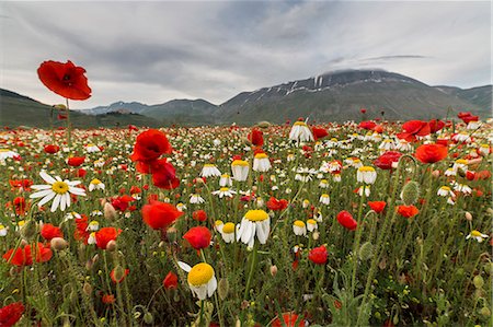 simsearch:6129-09057574,k - Blooming of red poppies and daisies Castelluccio di Norcia Province of Perugia Umbria Italy Europe Photographie de stock - Rights-Managed, Code: 879-09034251