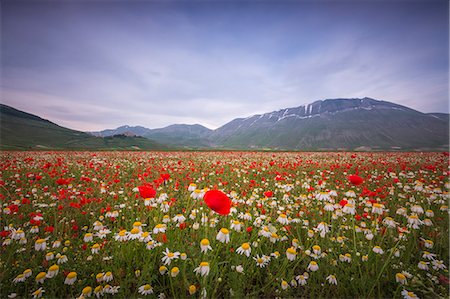 simsearch:6129-09044045,k - Blooming of red poppies and daisies Castelluccio di Norcia Province of Perugia Umbria Italy Europe Photographie de stock - Rights-Managed, Code: 879-09034252