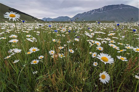 simsearch:6129-09057574,k - Colorful flowers in bloom frame the mountains Castelluccio di Norcia Province of Perugia Umbria Italy Europe Photographie de stock - Rights-Managed, Code: 879-09034253