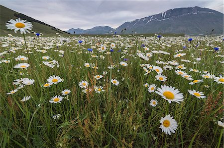 simsearch:6129-09057580,k - Colorful flowers in bloom frame the mountains Castelluccio di Norcia Province of Perugia Umbria Italy Europe Foto de stock - Con derechos protegidos, Código: 879-09034253