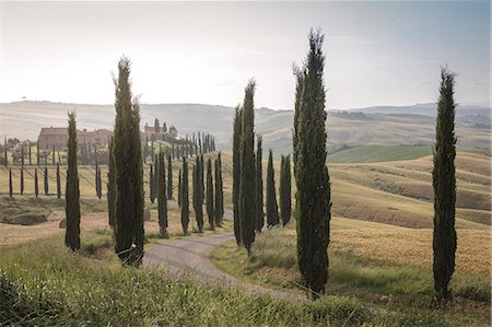 siena farmhouse - The road curves in the green hills surrounded by cypresses Crete Senesi (Senese Clays) province of Siena Tuscany Italy Europe Stock Photo - Rights-Managed, Code: 879-09034346