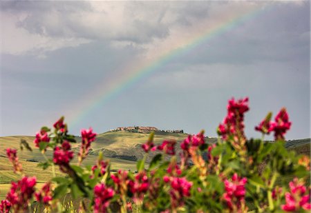 siena - Red flowers and rainbow frame the green hills and farmland of Crete Senesi (Senese Clays) province of Siena Tuscany Italy Europe Foto de stock - Con derechos protegidos, Código: 879-09034340