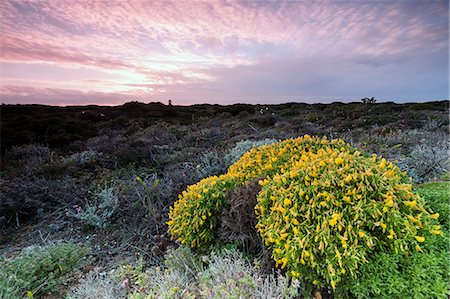 simsearch:6129-09044889,k - Pink sky at sunset and yellow flowers frame the lighthouse Cabo De Sao Vicente Sagres Algarve Portugal Europe Foto de stock - Con derechos protegidos, Código: 879-09034357