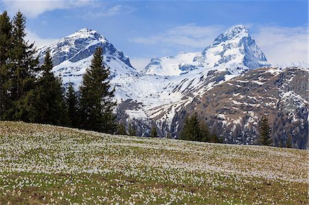 Crocus (Crocus vernus) bloom at Alp Flix, with Piz Platta in the background, Sur, Grisons, Switzerland Stock Photo - Rights-Managed, Code: 879-09034411