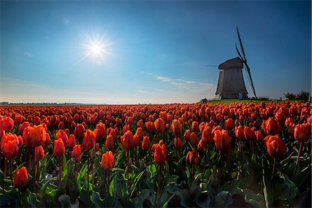 Lille,Netherlands Photographie de stock - Rights-Managed, Code: 879-09034504