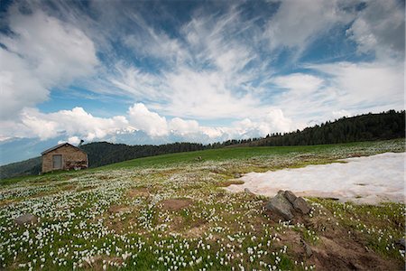 Valtellina,Lombardy,Italy The blooming crocus in Valtellina, Alpe Square. In the background, the clouds, you can see the Disgrazia Stock Photo - Rights-Managed, Code: 879-09034506