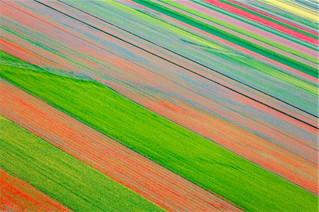 Europe,Italy,Umbria,Perugia district,Castelluccio of Norcia. Flowering Stock Photo - Rights-Managed, Code: 879-09032833