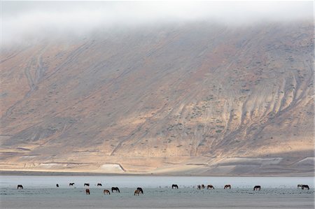 simsearch:879-09043185,k - Europe,Italy,Umbria,Perugia district, Castelluccio di Norcia Sibillini Ranch Foto de stock - Con derechos protegidos, Código: 879-09032945